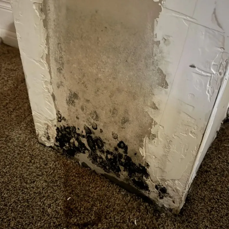 Professional Mold Removal in Menomonee Falls, WI